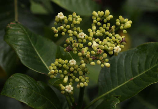 Plancia ëd Psychotria mahonii C. H. Wright