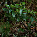 Plancia ëd Psychotria peduncularis var. angustibracteata Verdc.