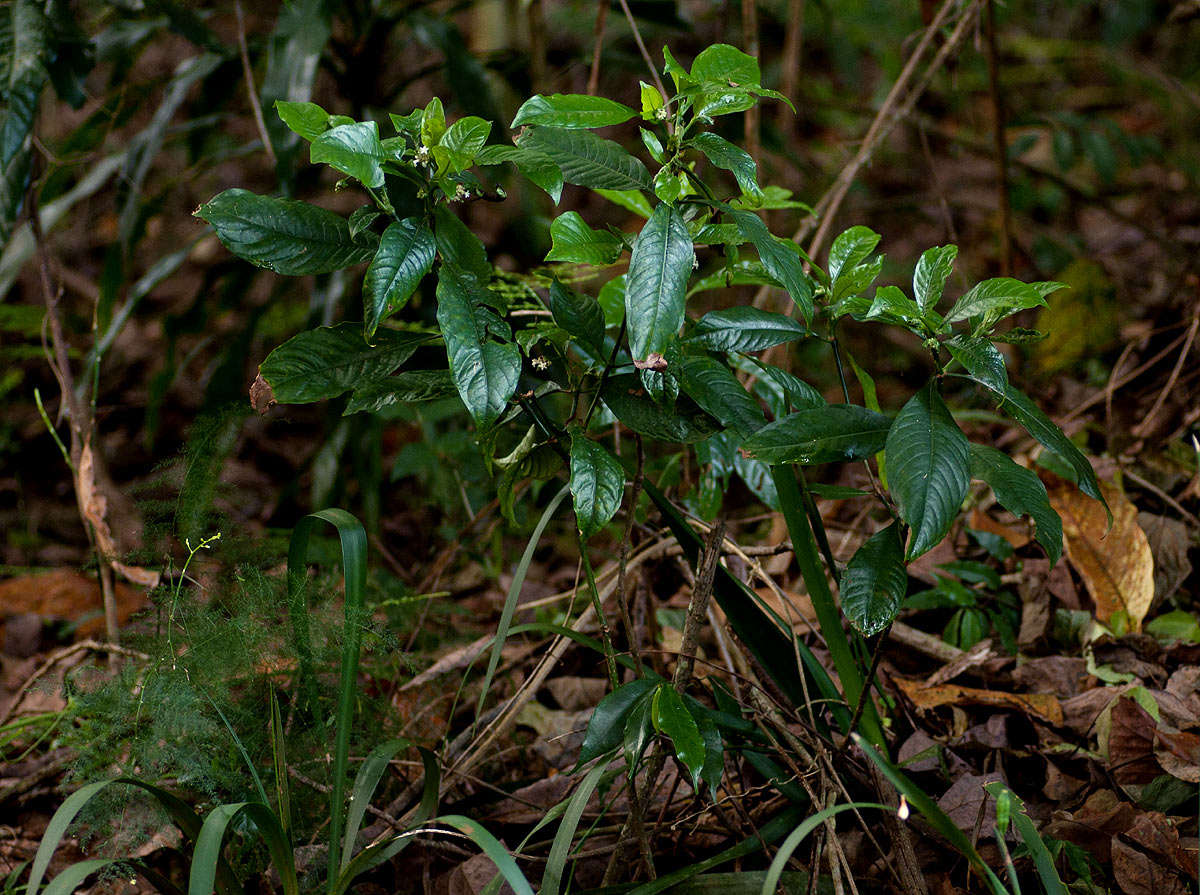 Plancia ëd Psychotria peduncularis (Salisb.) Steyerm.