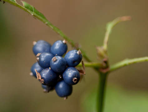 Image of Psychotria peduncularis (Salisb.) Steyerm.