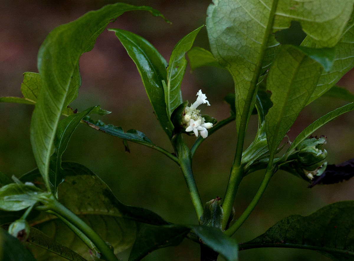 Image of Psychotria peduncularis (Salisb.) Steyerm.