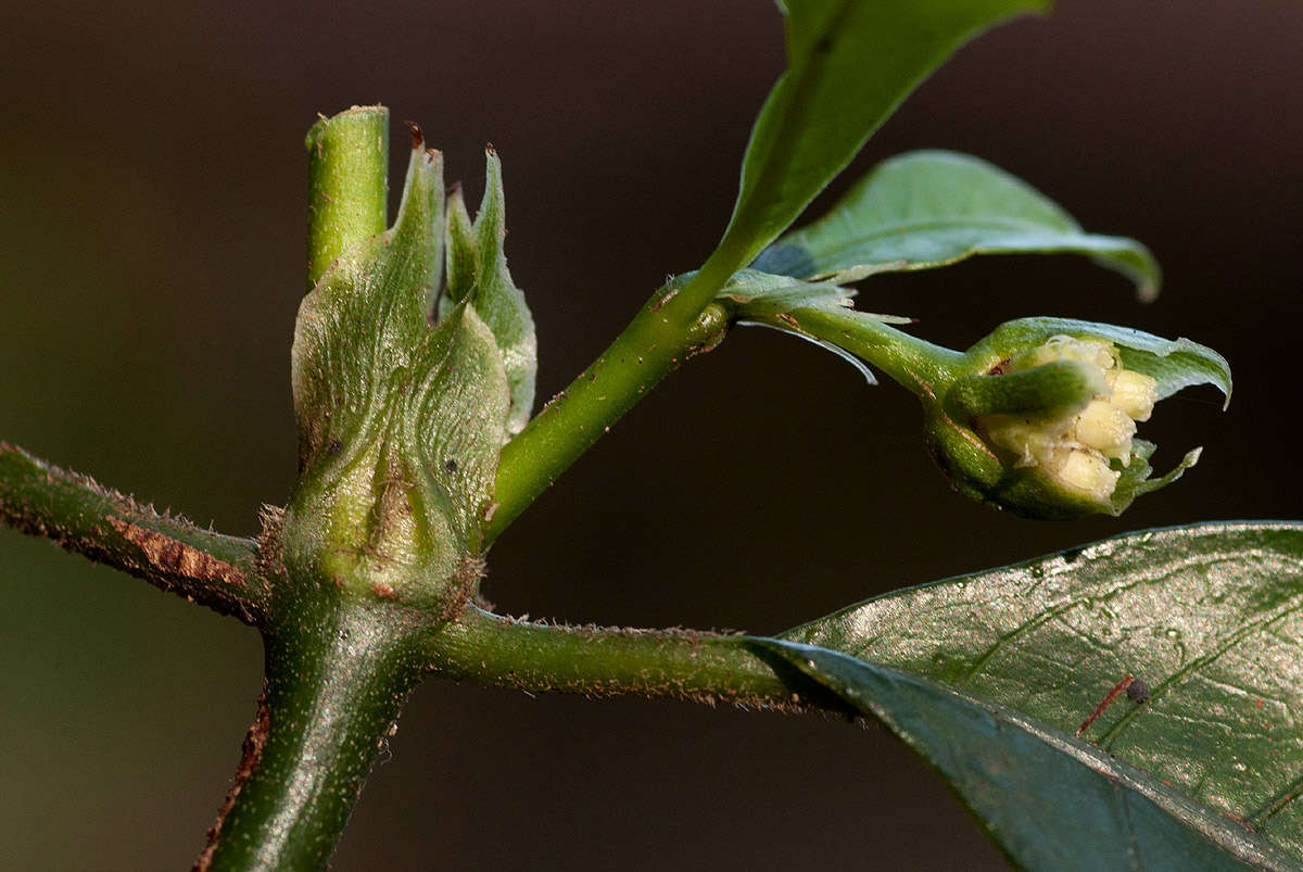 Image of Psychotria peduncularis (Salisb.) Steyerm.