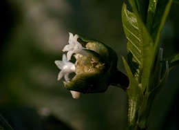 Plancia ëd Psychotria peduncularis (Salisb.) Steyerm.