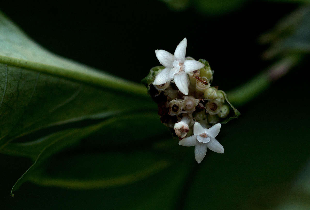 Plancia ëd Psychotria peduncularis (Salisb.) Steyerm.