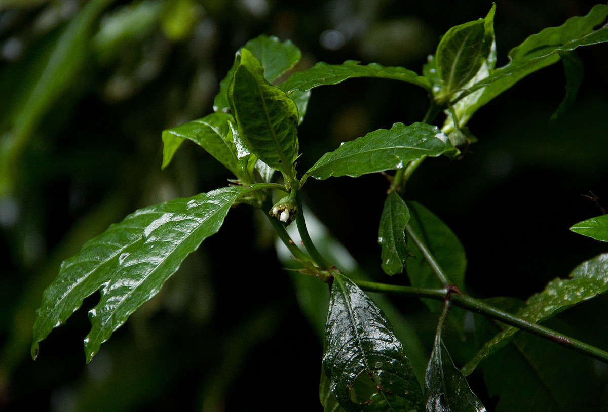 Plancia ëd Psychotria peduncularis (Salisb.) Steyerm.