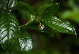 Plancia ëd Psychotria peduncularis (Salisb.) Steyerm.