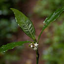 Plancia ëd Psychotria peduncularis var. angustibracteata Verdc.