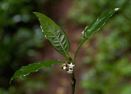 Plancia ëd Psychotria peduncularis (Salisb.) Steyerm.