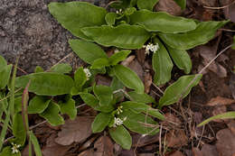 Plancia ëd Psychotria pumila Hiern