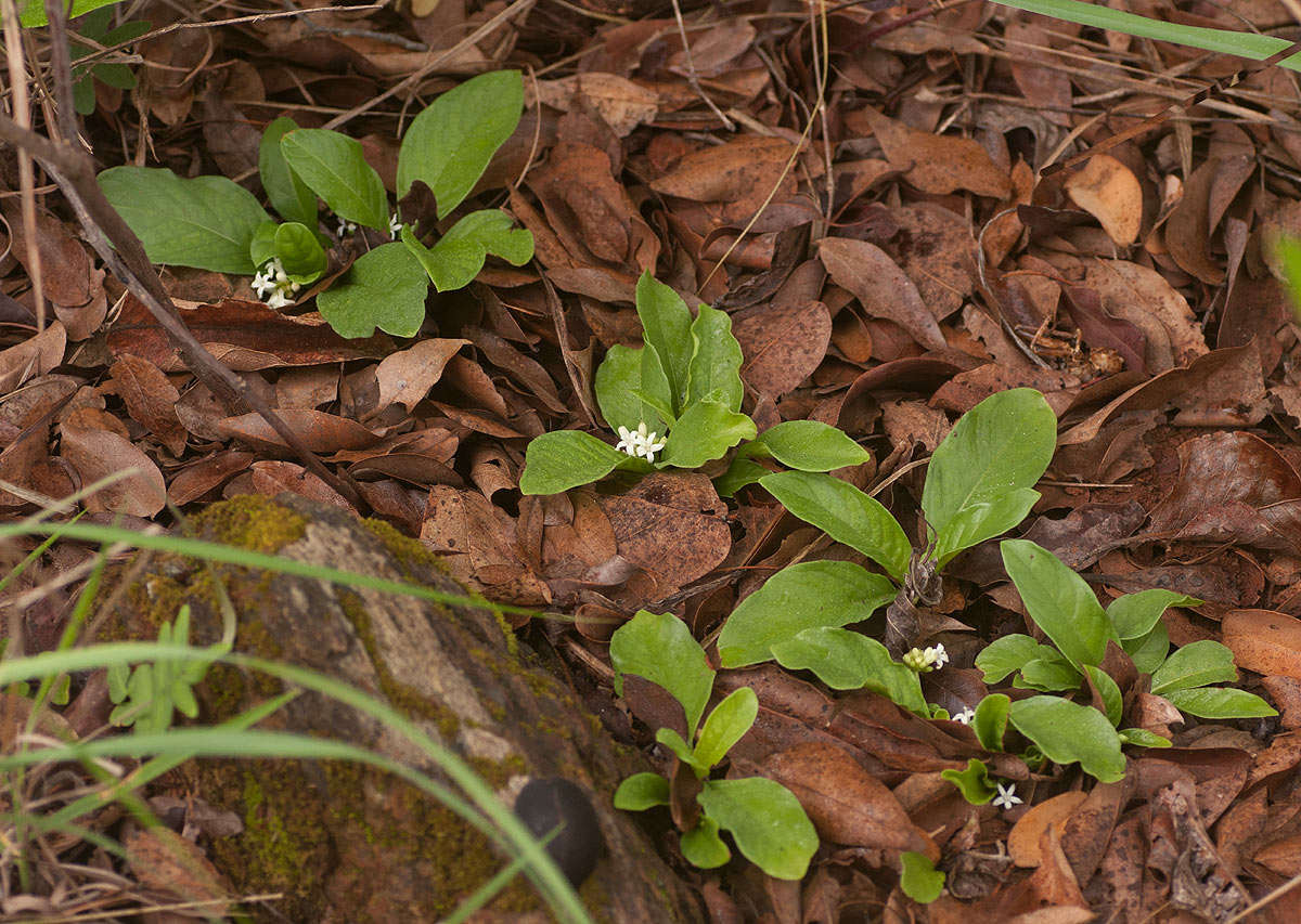 Plancia ëd Psychotria pumila Hiern