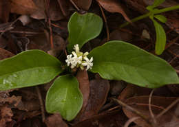 Plancia ëd Psychotria pumila Hiern