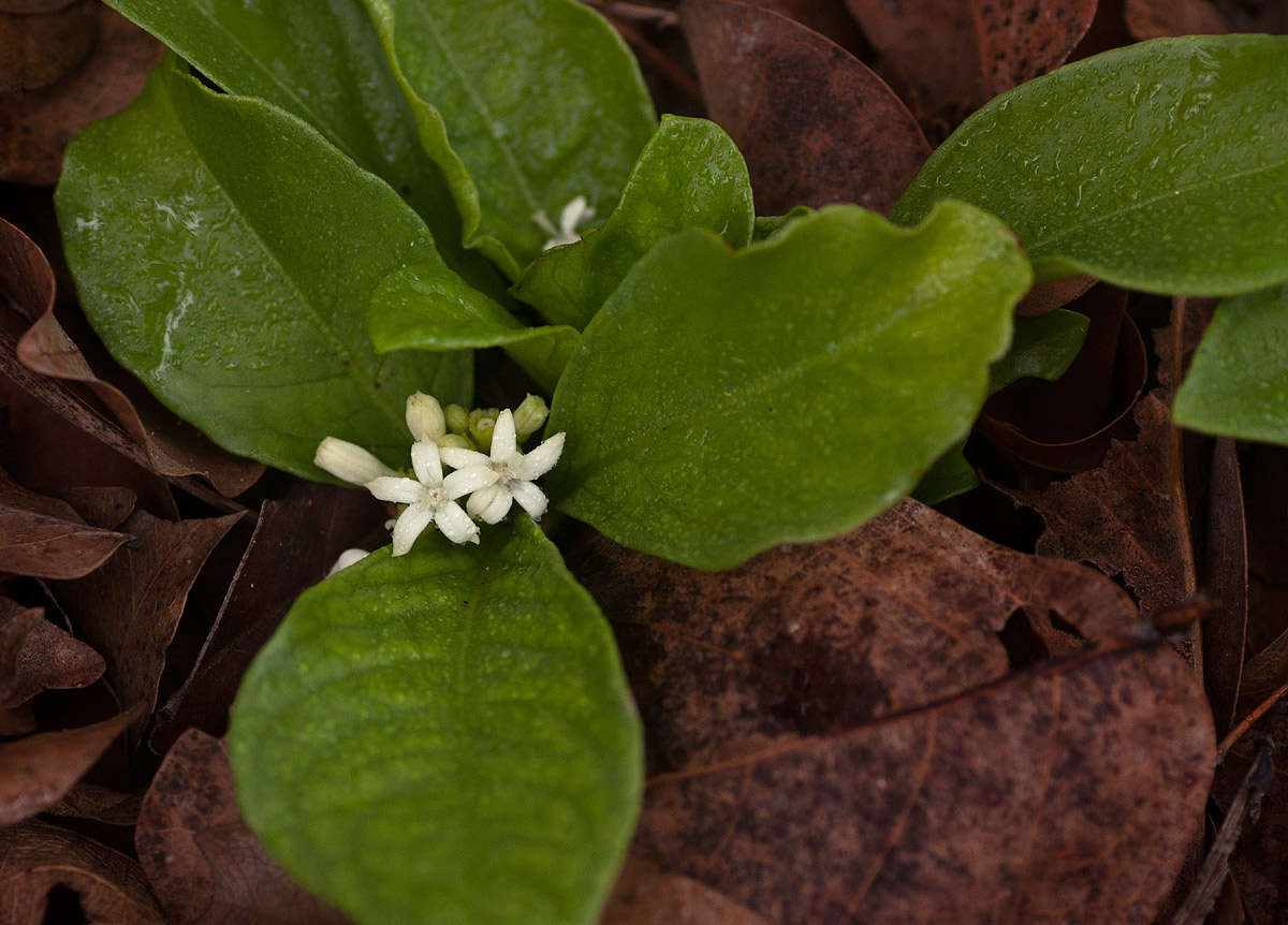 Plancia ëd Psychotria pumila Hiern