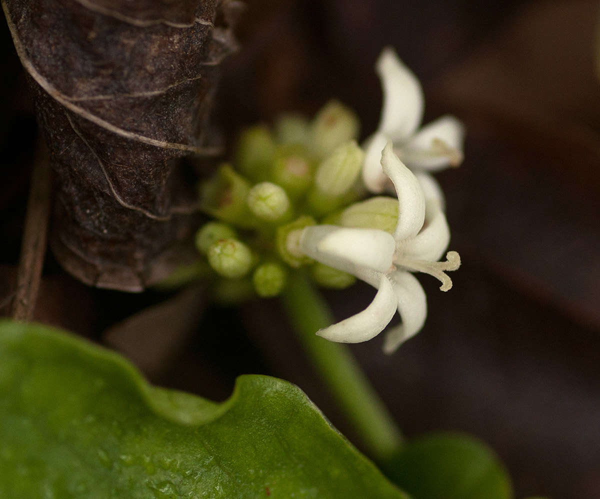 Plancia ëd Psychotria pumila Hiern