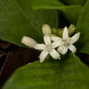 Image of Psychotria pumila var. pumila