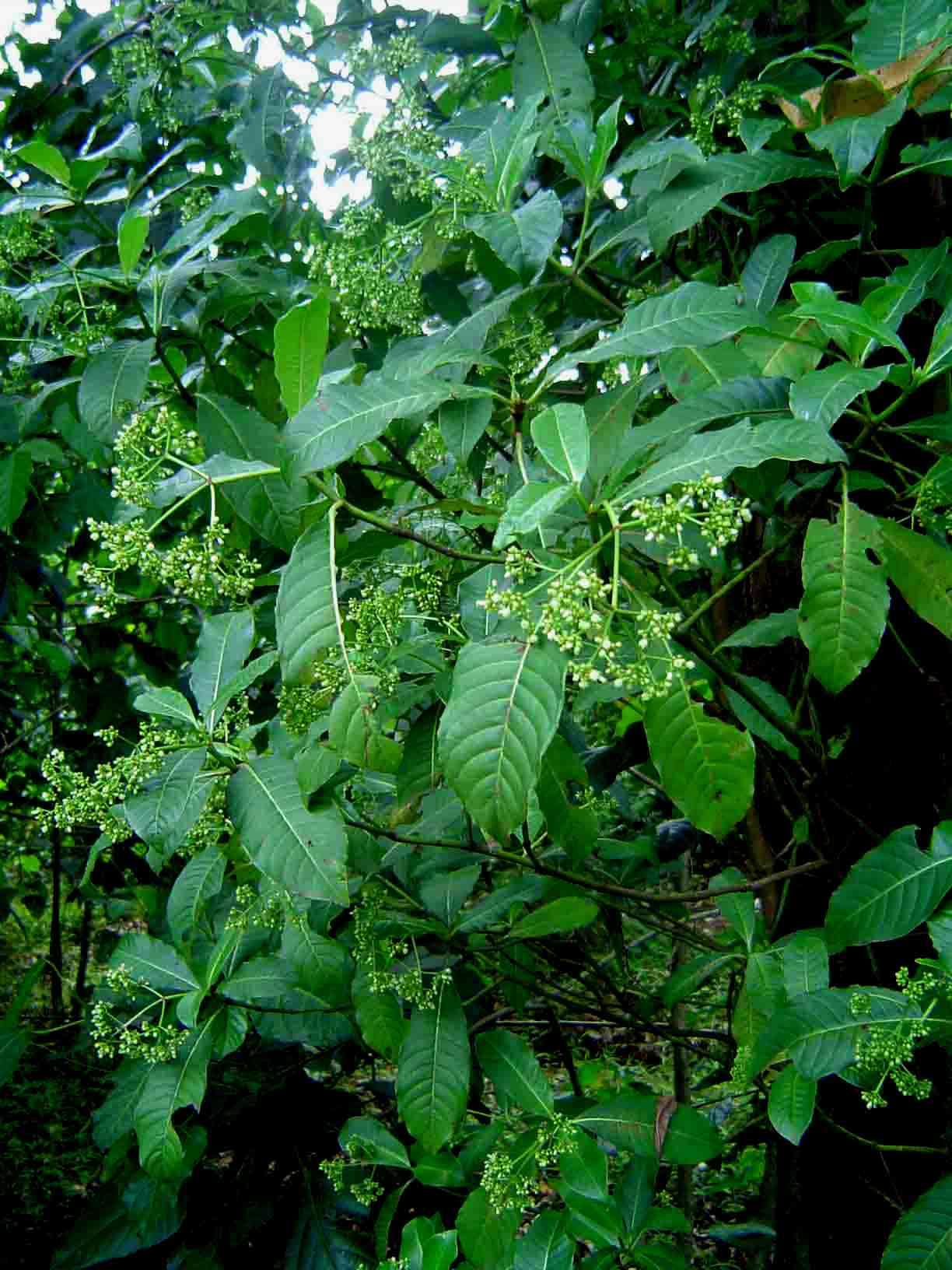 Image of Red bird-berry