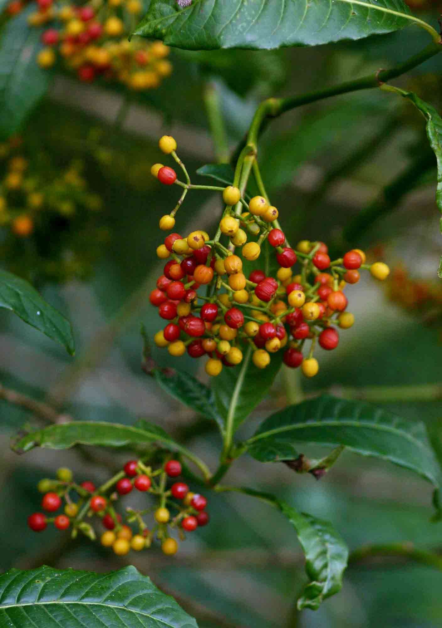 Plancia ëd Psychotria zombamontana (Kuntze) E. M. A. Petit