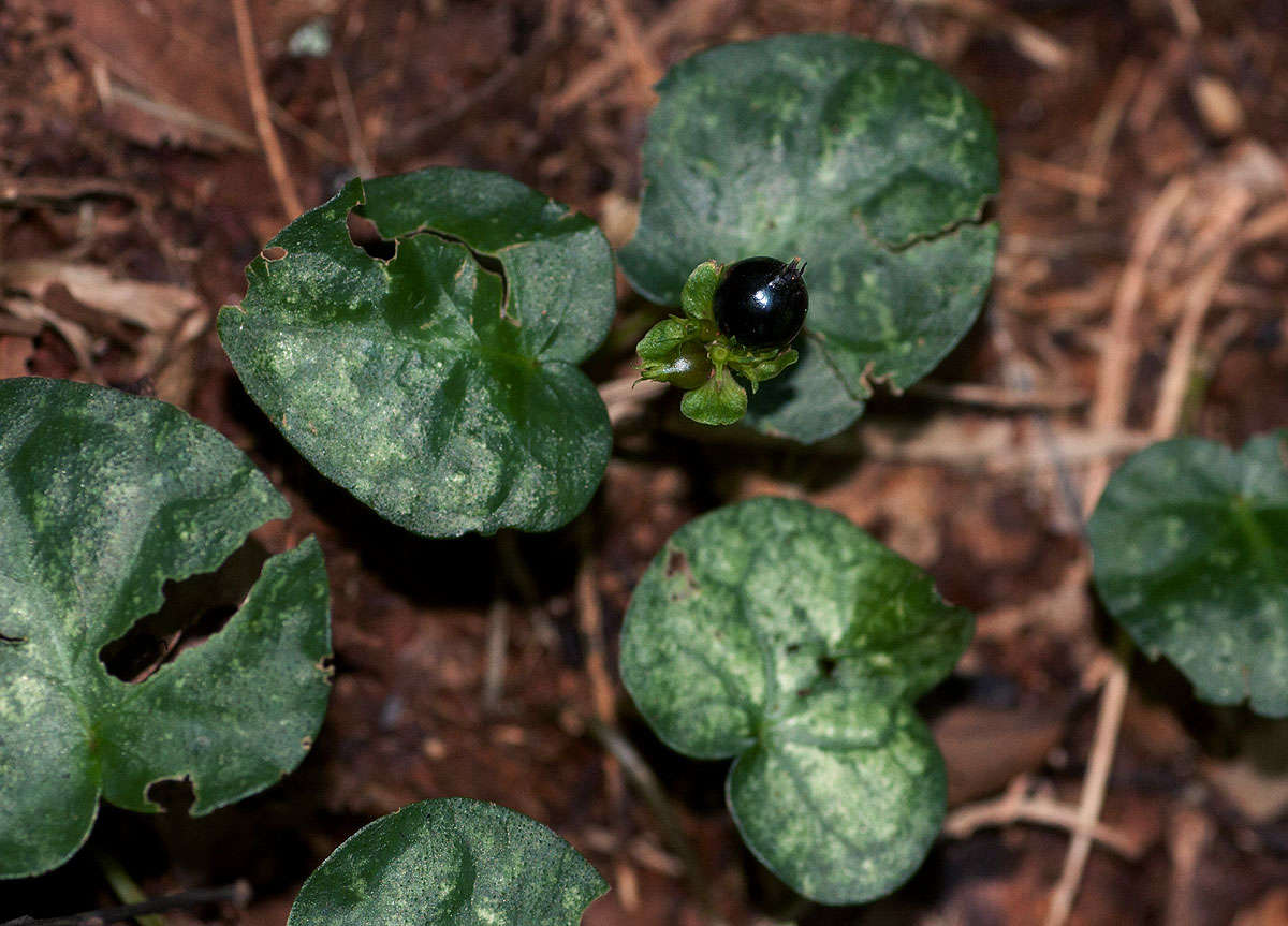 Image de Geophila