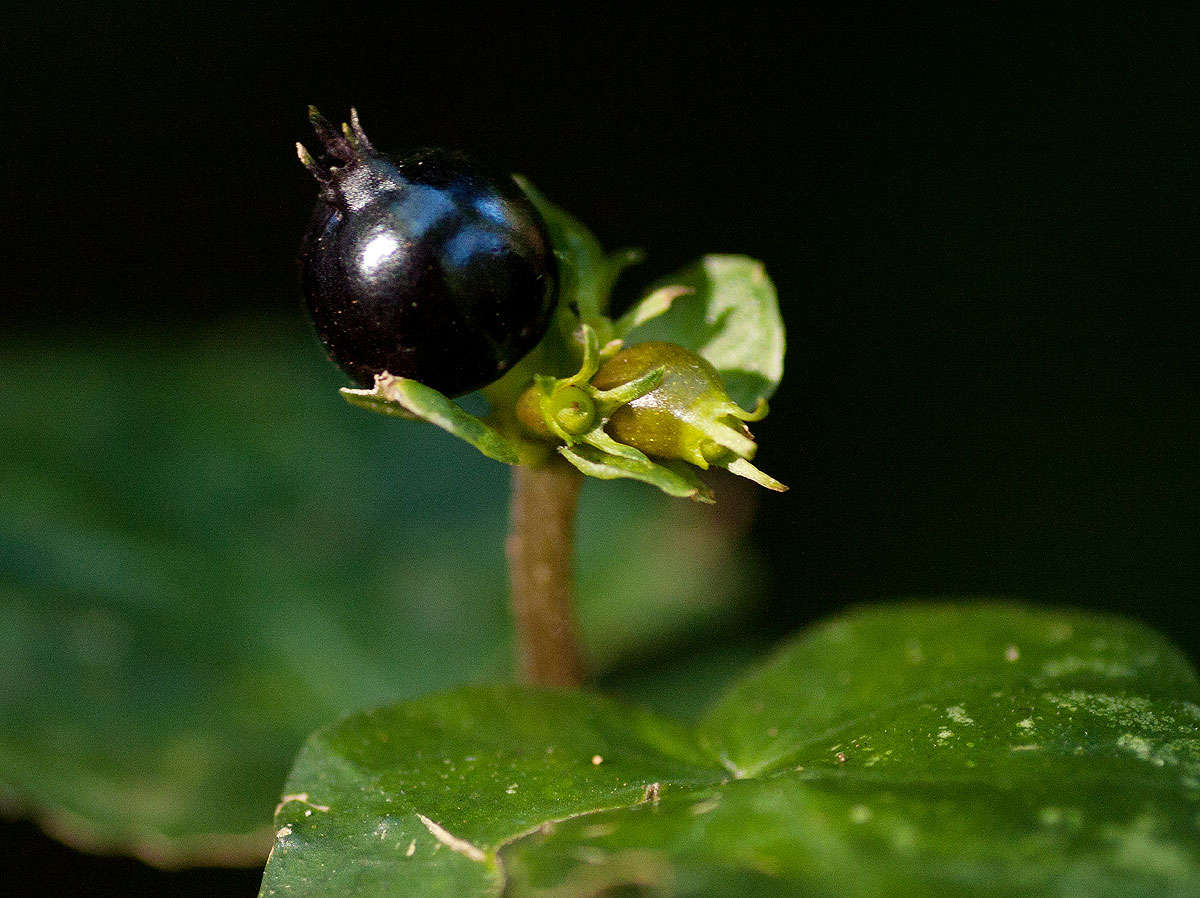 Image de Geophila