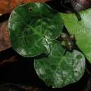 Image of Geophila obvallata subsp. ioides (K. Schum.) Verdc.