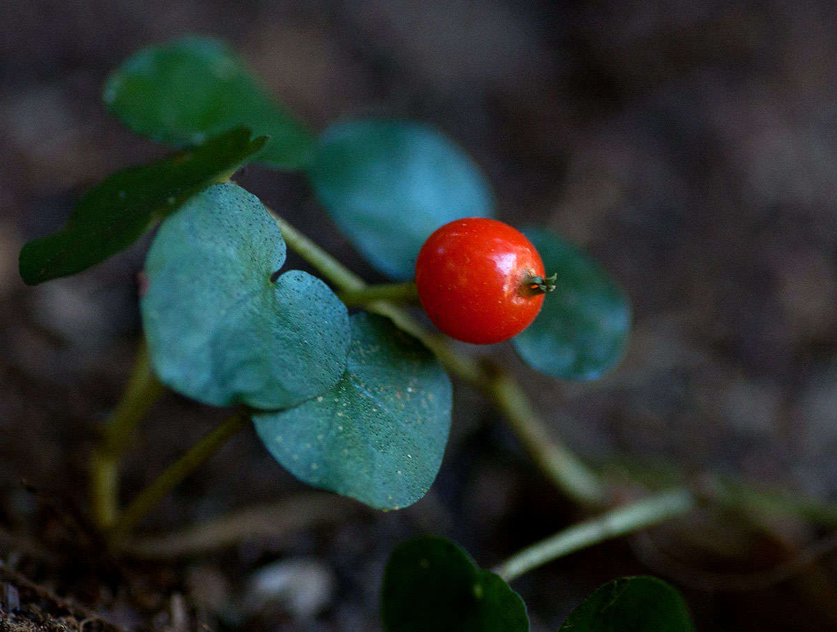 Geophila resmi