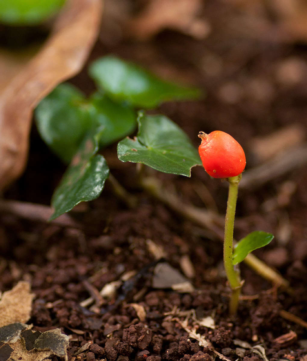 Geophila resmi