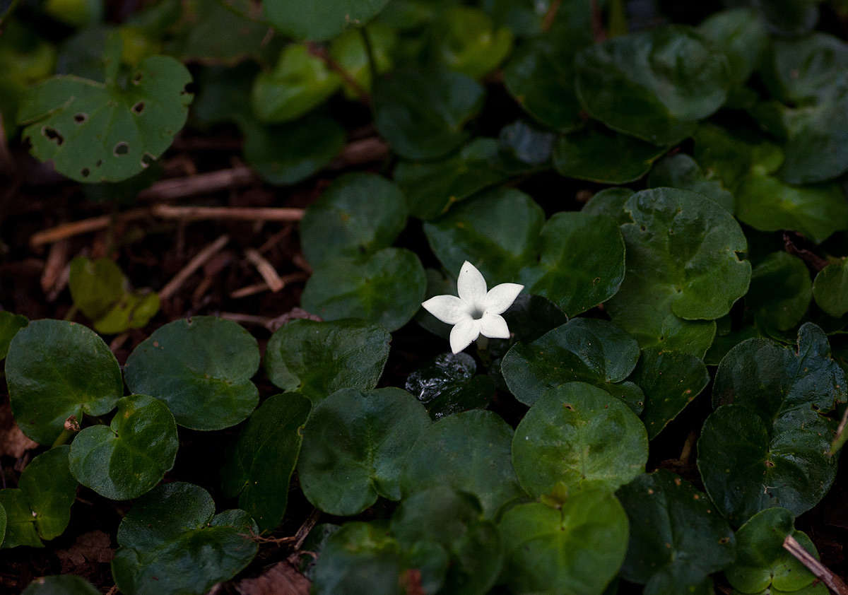 Image de Geophila