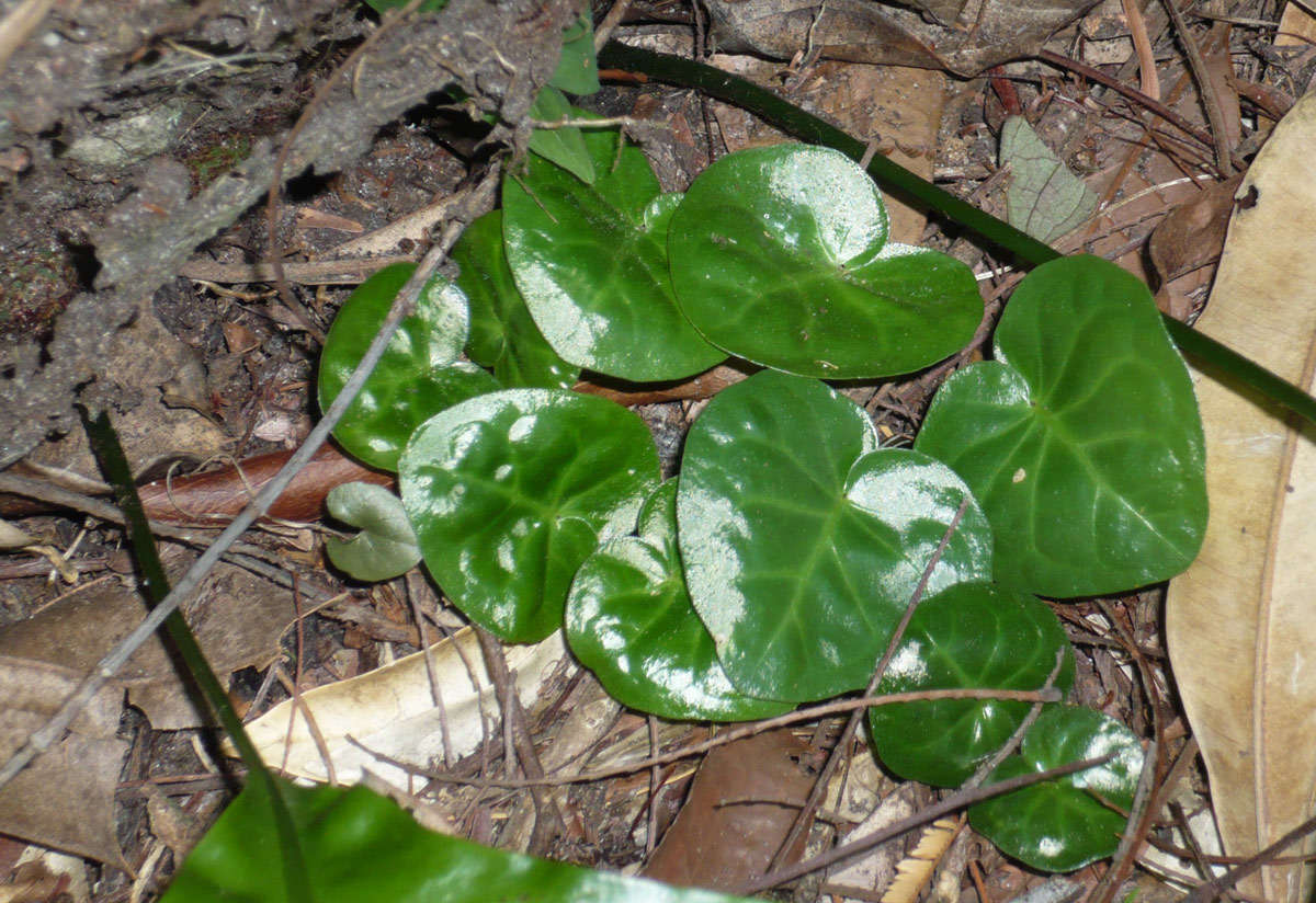 Geophila resmi