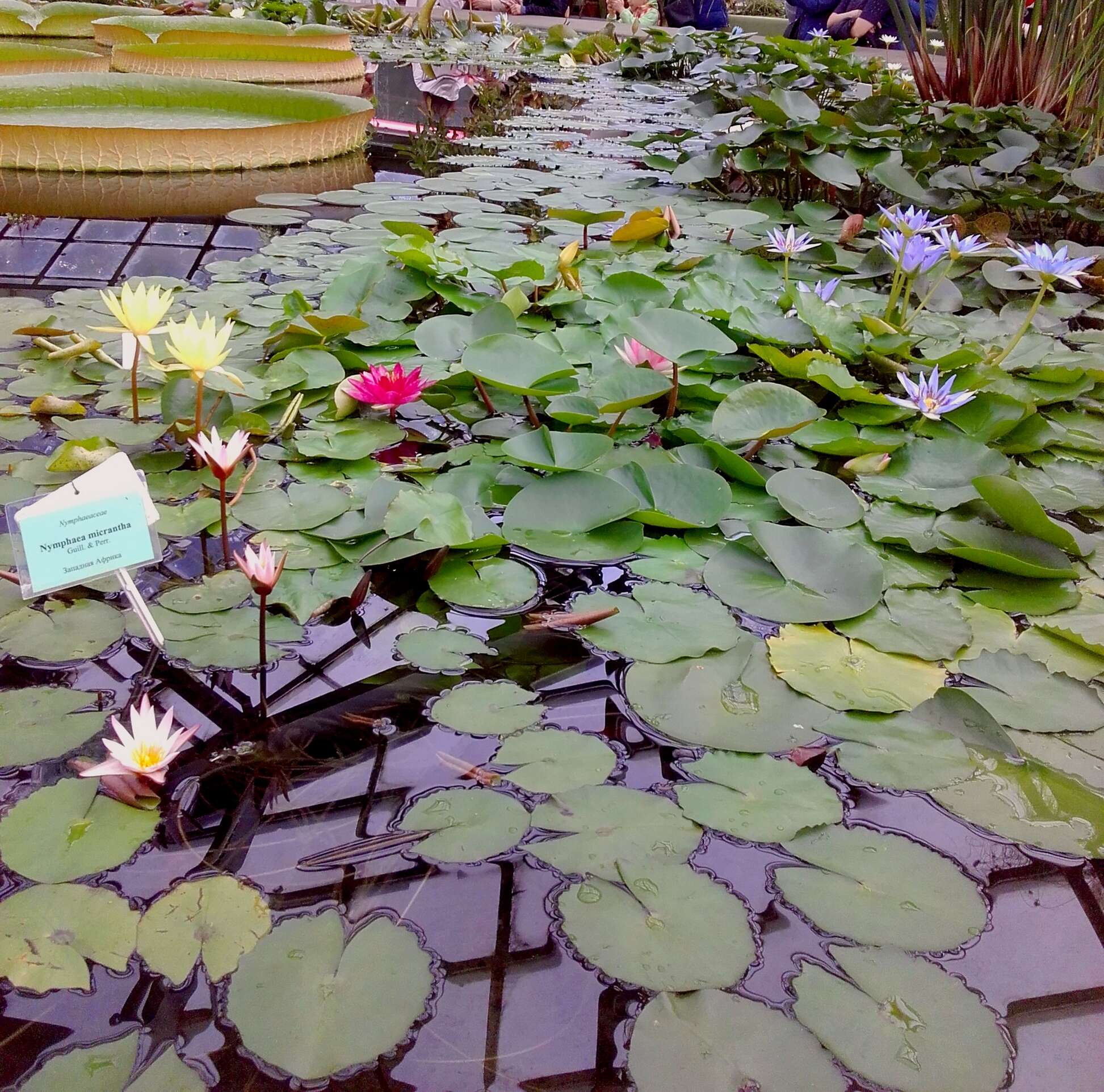 Image of waterlily