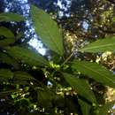 Image de Lasianthus kilimandscharicus subsp. kilimandscharicus