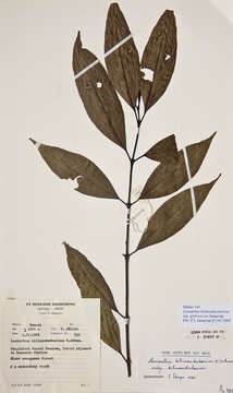 Image of Lasianthus kilimandscharicus K. Schum.