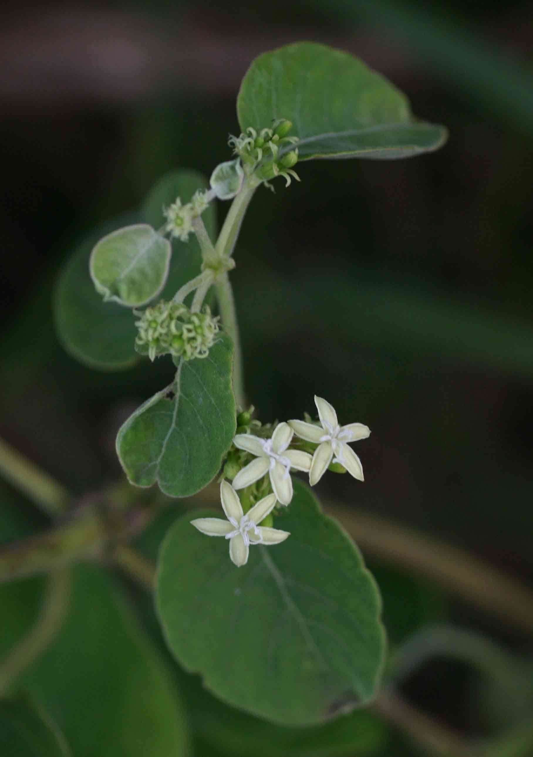 Image of sewer vine