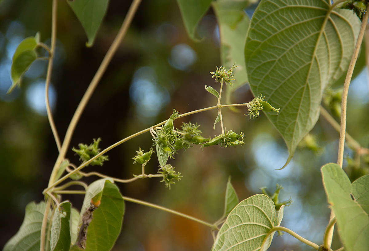 Image of sewer vine