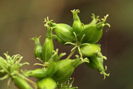 Image of sewer vine