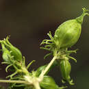 Image of Paederia bojeriana subsp. foetens (Hiern) Verdc.