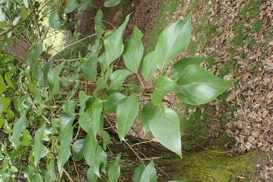 Image of Yunnan poplar