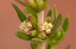Image of Anthospermum rigidum Eckl. & Zeyh.