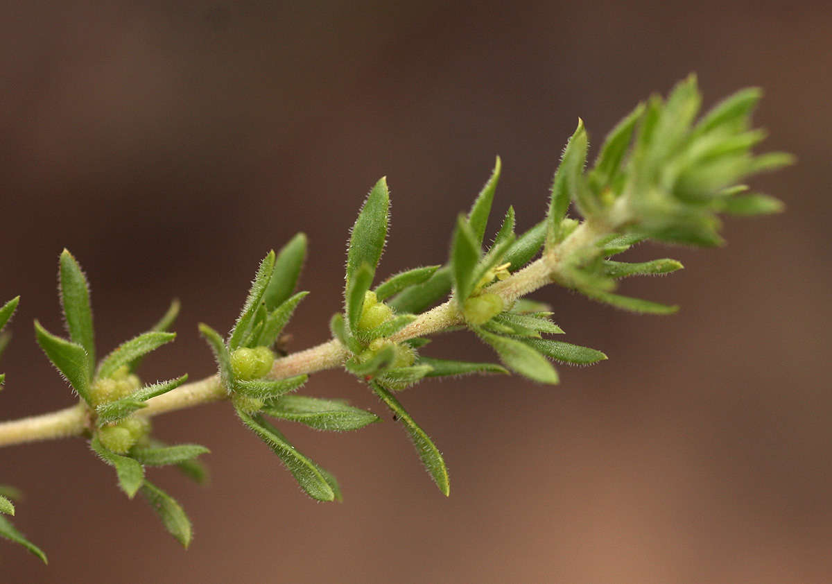 Image of Anthospermum rigidum Eckl. & Zeyh.