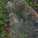 Image of Anthospermum ternatum subsp. randii (S. Moore) Puff