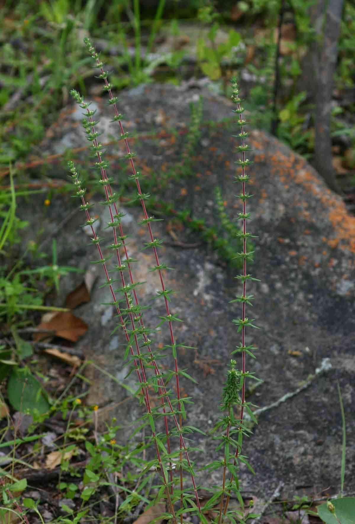 Image of Anthospermum ternatum Hiern