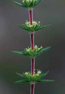 Image of Anthospermum ternatum Hiern