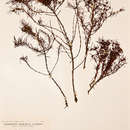 Image of Anthospermum vallicola S. Moore