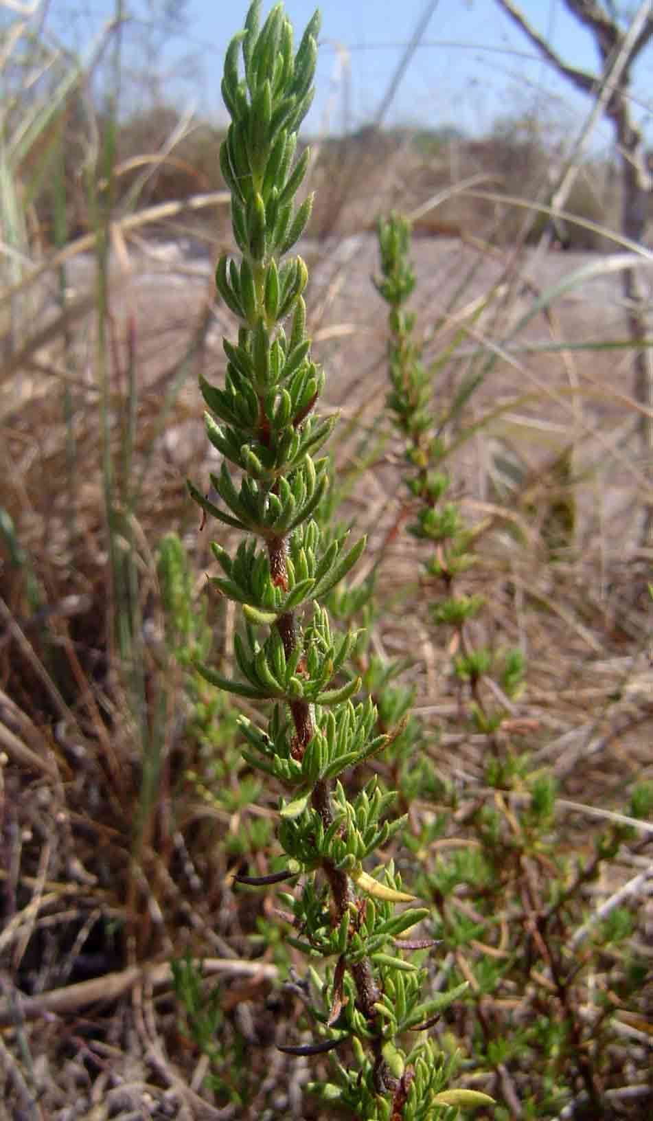 Image of Anthospermum zimbabwense Puff