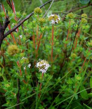 صورة Otiophora inyangana N. E. Br.