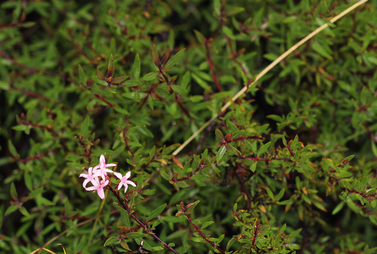 صورة Otiophora inyangana subsp. parvifolia (Verdc.) Puff