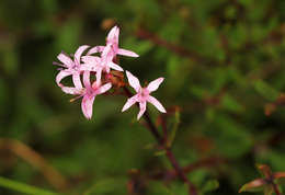 صورة Otiophora inyangana subsp. parvifolia (Verdc.) Puff