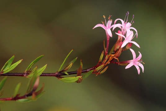 Image of Otiophora inyangana subsp. parvifolia (Verdc.) Puff