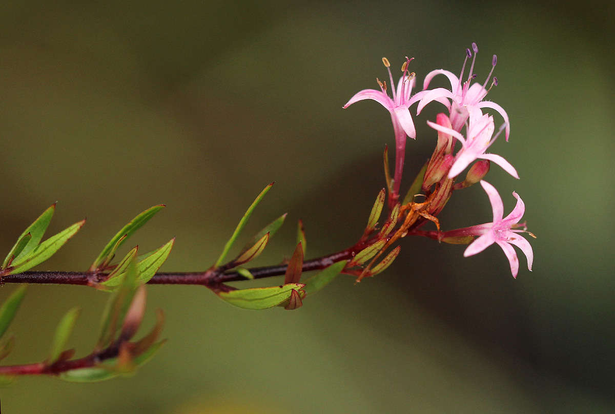 صورة Otiophora inyangana subsp. parvifolia (Verdc.) Puff