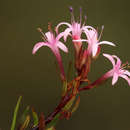 Image of Otiophora inyangana subsp. parvifolia (Verdc.) Puff