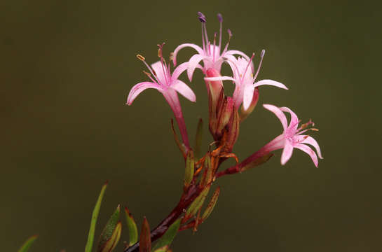 Image of Otiophora inyangana subsp. parvifolia (Verdc.) Puff