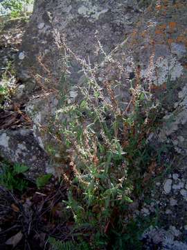 Image of Otiophora scabra Zucc.